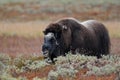 Musk ox in autumn landscape Royalty Free Stock Photo