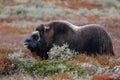 Musk ox in autumn landscape Royalty Free Stock Photo