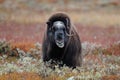 Musk ox in autumn landscape Royalty Free Stock Photo