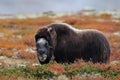 Musk ox in autumn landscape Royalty Free Stock Photo