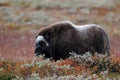 Musk ox in autumn landscape Royalty Free Stock Photo