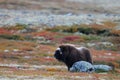 Musk ox in autumn landscape Royalty Free Stock Photo