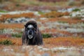 Musk ox in a autumn tundra Royalty Free Stock Photo