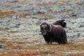 Musk ox in a autumn tundra Royalty Free Stock Photo