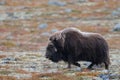 Musk ox bull in autumn landscape