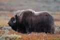 Musk ox bull in autumn landscape