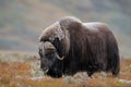 Musk ox bull is looking in autumn landscape