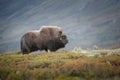 Musk Ox Bull