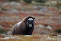 Musk ox calf in autumn landscape Royalty Free Stock Photo