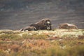 Musk Ox and Calf. Royalty Free Stock Photo