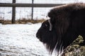 Musk Ox close up