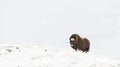 Musk Ox in Dovrefjell mountains in the cold winter, Norway. Royalty Free Stock Photo
