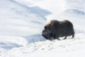 Musk Ox in Dovrefjell mountains in winter Royalty Free Stock Photo