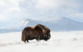 Musk Ox in Dovrefjell mountains in winter Royalty Free Stock Photo