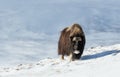 Musk Ox in Dovrefjell mountains in winter Royalty Free Stock Photo