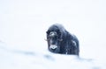 Musk Ox in Dovrefjell mountains in winter Royalty Free Stock Photo