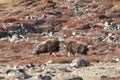 Musk Ox Duel - Greenland