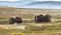 Musk-ox in a fall colored setting at Dovrefjell Norway. Royalty Free Stock Photo