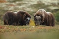 Musk-ox in a fall colored setting at Dovrefjell Norway. Royalty Free Stock Photo