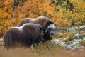 Musk-ox in a fall colored setting at Dovrefjell Norway. Royalty Free Stock Photo