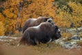 Musk-ox in a fall colored setting at Dovrefjell Norway. Royalty Free Stock Photo