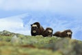 Musk Ox family, mother with two young. Three brown animals with snow mountain in the background. Big animal Musk Ox, Ovibos