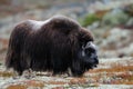 Musk ox female in autumn landscape Royalty Free Stock Photo