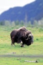 Musk Ox foraging in the grasslands of Alaska