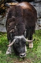 Musk-ox grazing on the lawn 6