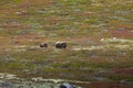 Musk ox grazing in national park in Norway