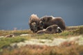 Musk Ox Group