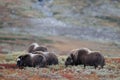 Musk ox herd in autumn landscape Royalty Free Stock Photo