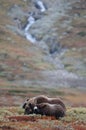 Musk ox herd in autumn landscape Royalty Free Stock Photo