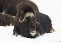 Musk ox Royalty Free Stock Photo