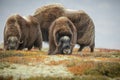 Musk ox, iceage remnant Royalty Free Stock Photo