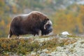 Musk-ox in a fall colored setting at Dovrefjell Norway. Royalty Free Stock Photo