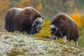 Musk-ox in a fall colored setting at Dovrefjell Norway. Royalty Free Stock Photo