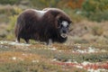 Musk-ox in a fall colored setting at Dovrefjell Norway. Royalty Free Stock Photo
