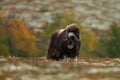 Musk-ox in a fall colored setting at Dovrefjell Norway. Royalty Free Stock Photo