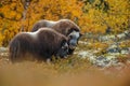 Musk-ox in a fall colored setting at Dovrefjell Norway. Royalty Free Stock Photo