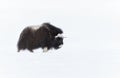 Musk Ox juvenile in Dovrefjell mountains in winter Royalty Free Stock Photo
