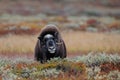 Musk ox look in autumn landscape Royalty Free Stock Photo