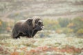 Musk Ox Royalty Free Stock Photo