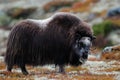 Musk ox look in autumn landscape Royalty Free Stock Photo