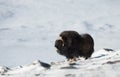 Musk ox in the mountains of Dovrefjell in winter Royalty Free Stock Photo