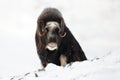 Musk ox in the mountains during winter Royalty Free Stock Photo