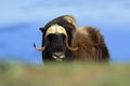 Musk Ox, Ovibos moschatus, with mountain Snoheta in the background, big animal in the nature habitat. Big dangerous animal from no Royalty Free Stock Photo