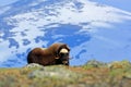 Musk Ox, Ovibos moschatus, with mountain and snow in the background, big animal in the nature habitat, Norway. Wildlife Europe, bi