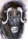 Musk ox Ovibos moschatus, watercolor illustration.