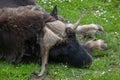 Musk ox Ovibos moschatus Royalty Free Stock Photo